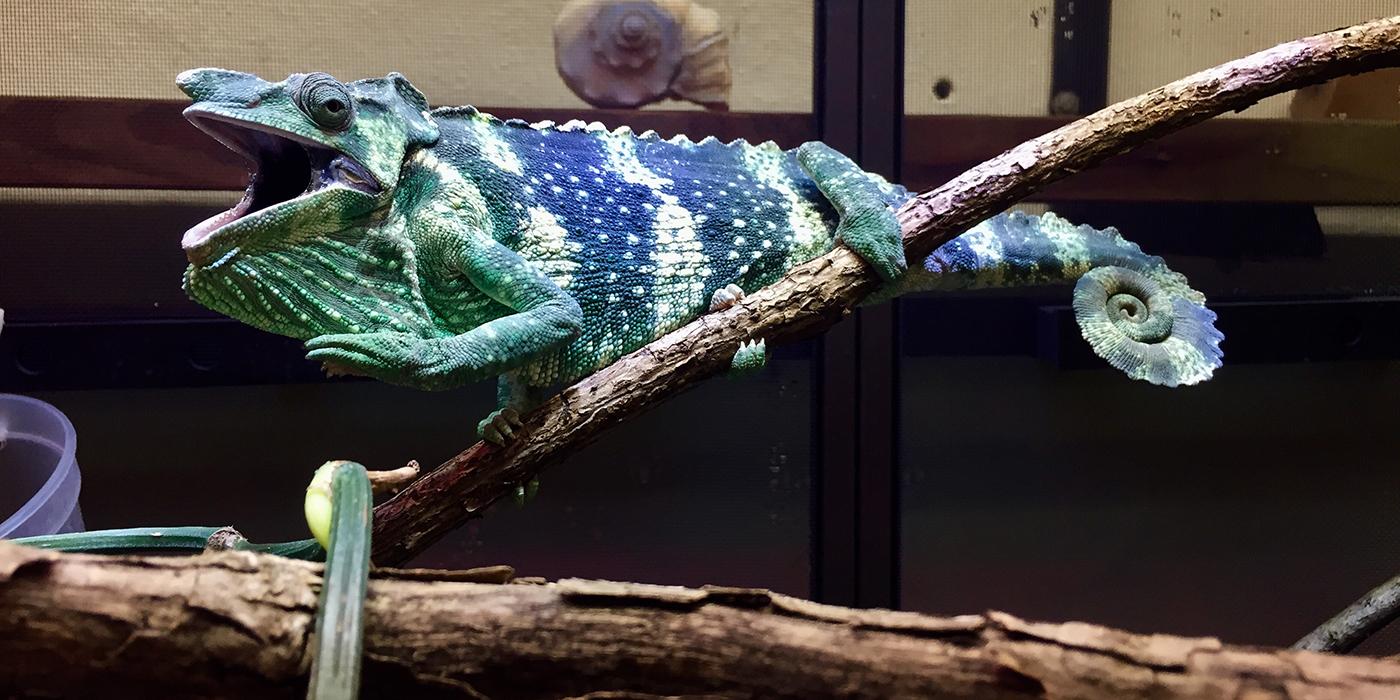 A Meller's chameleon perched on a branch in an exhibit at the Smithsonian's National Zoo's Reptile Discovery Center