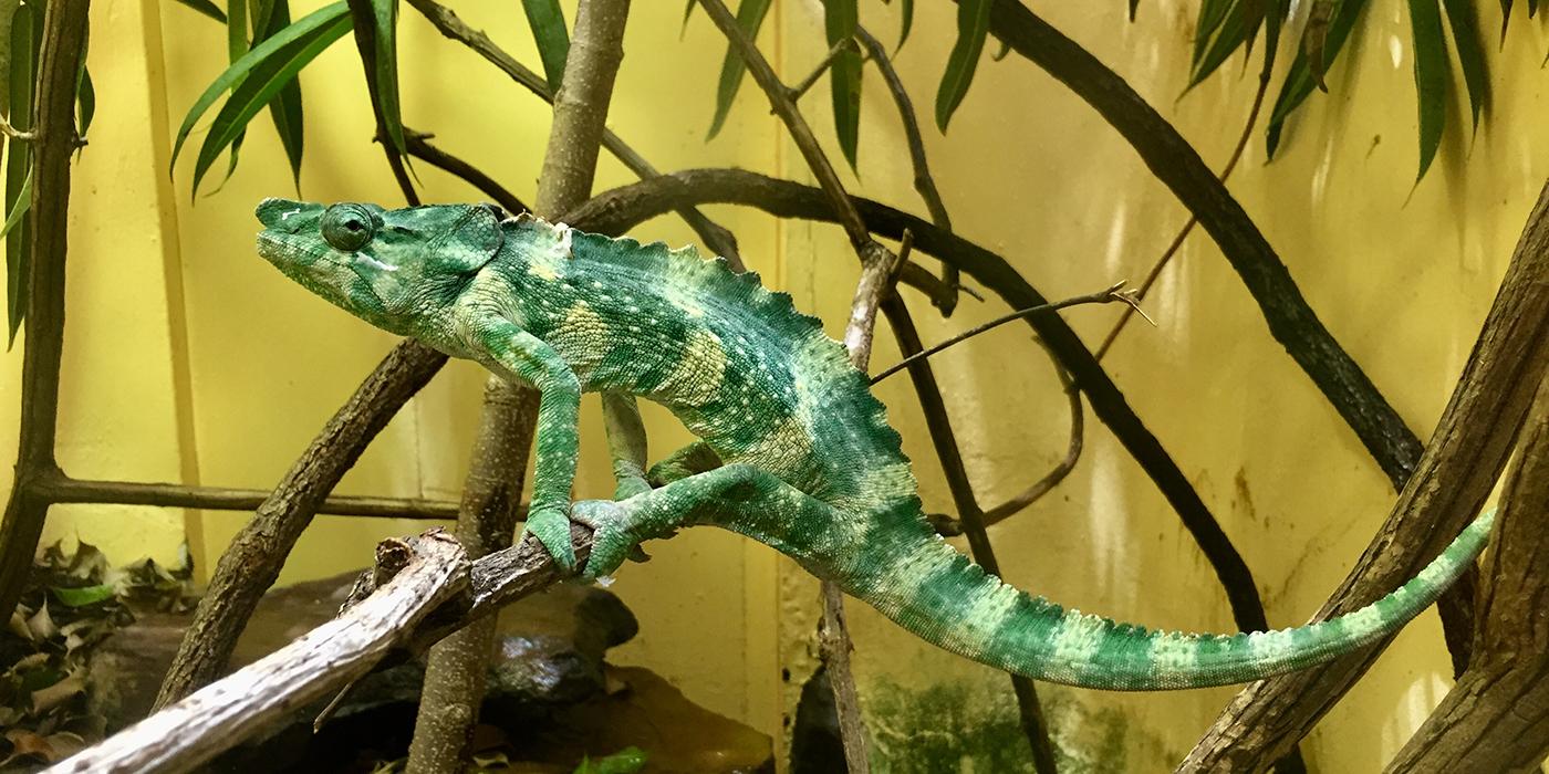 A Meller's chameleon perched on a branch in an exhibit at the Smithsonian's National Zoo's Reptile Discovery Center