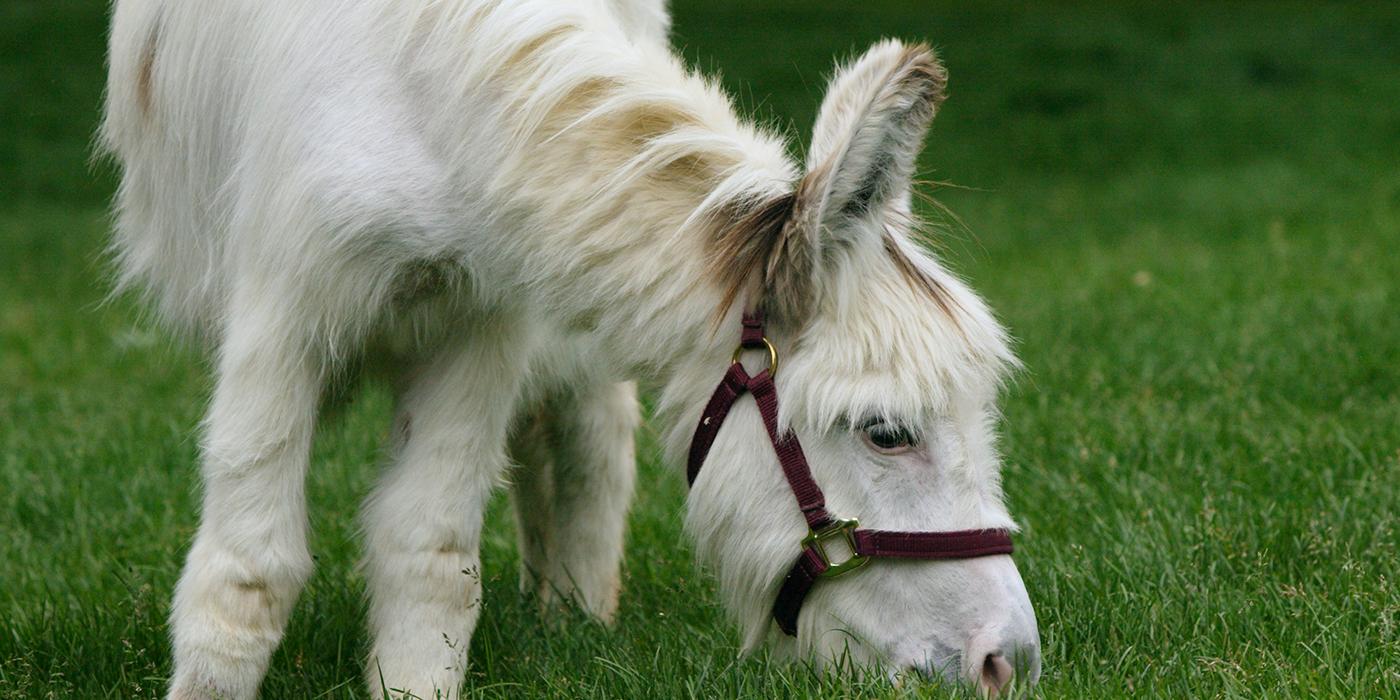 Petite white horselike creature grazing on green grass