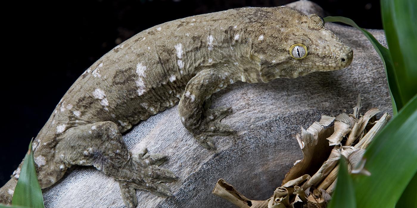 A New Caledonian gecko