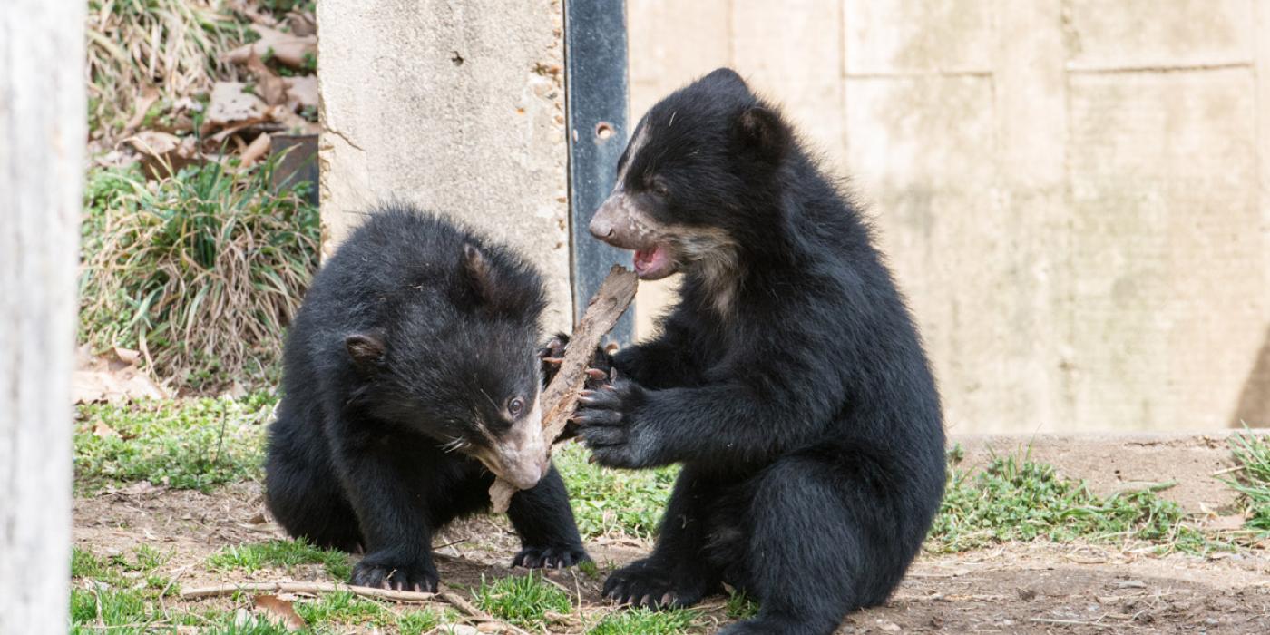 andean bear cubs play with a log together