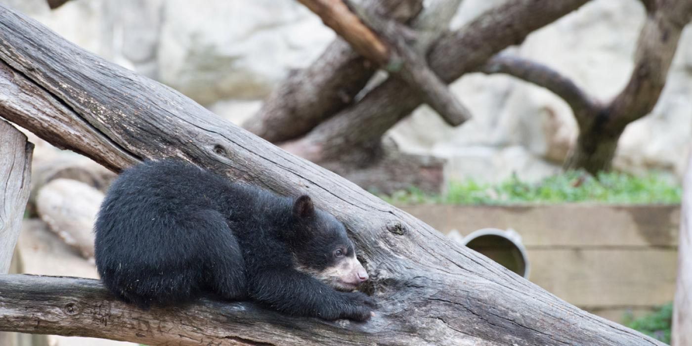 andean bear cubs play