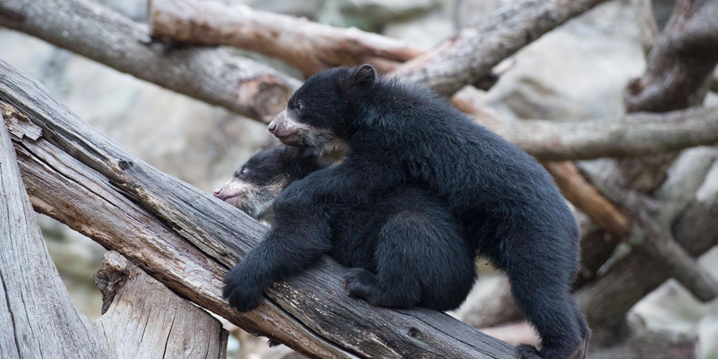 andean bear cubs play