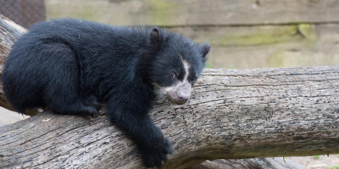 andean bear cub lays down