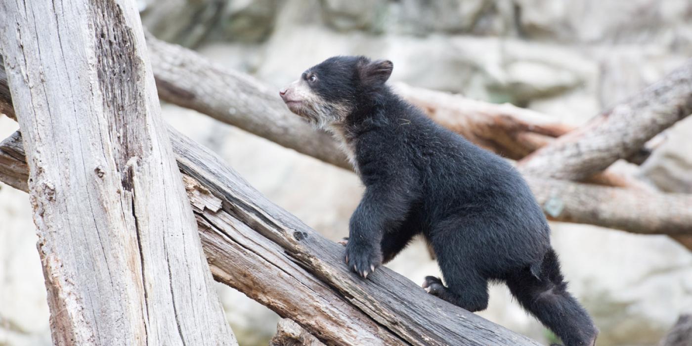 andean bear cub walks up large branch