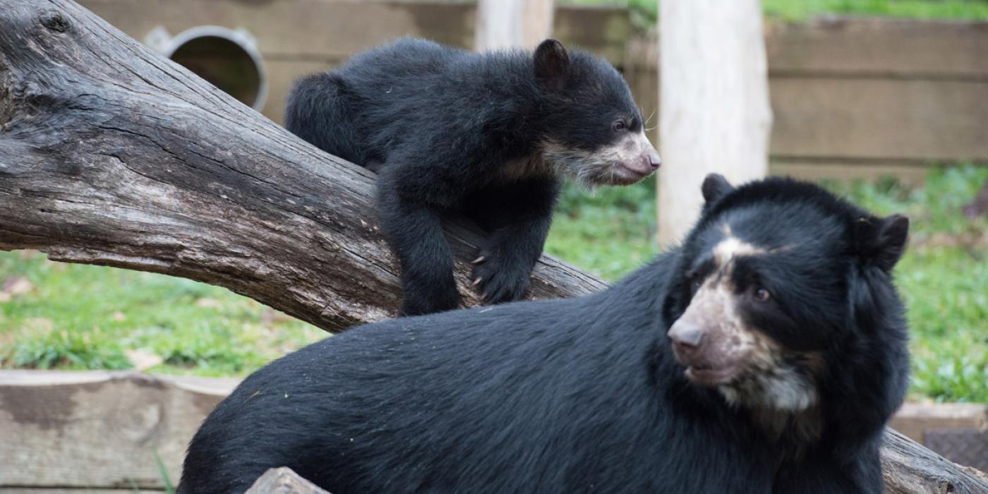 andean bear cubs with mother