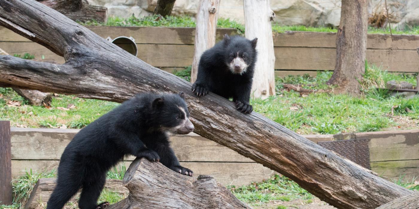 Andean bear cubs climb