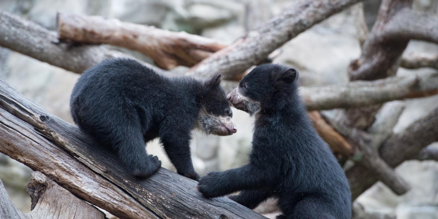 Andean bear cubs play on log