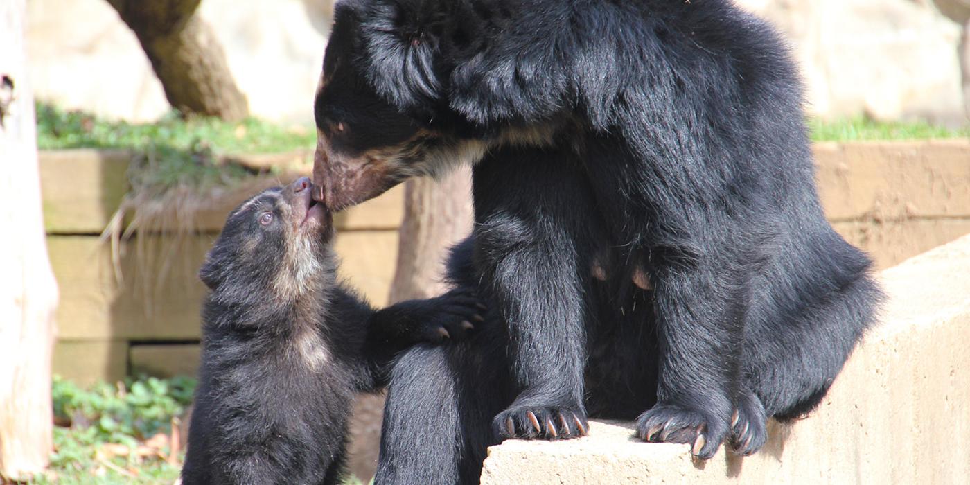 Andean bear cub and mother touch noses