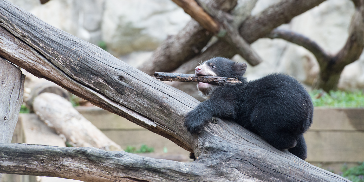 Andean bear cub climbs