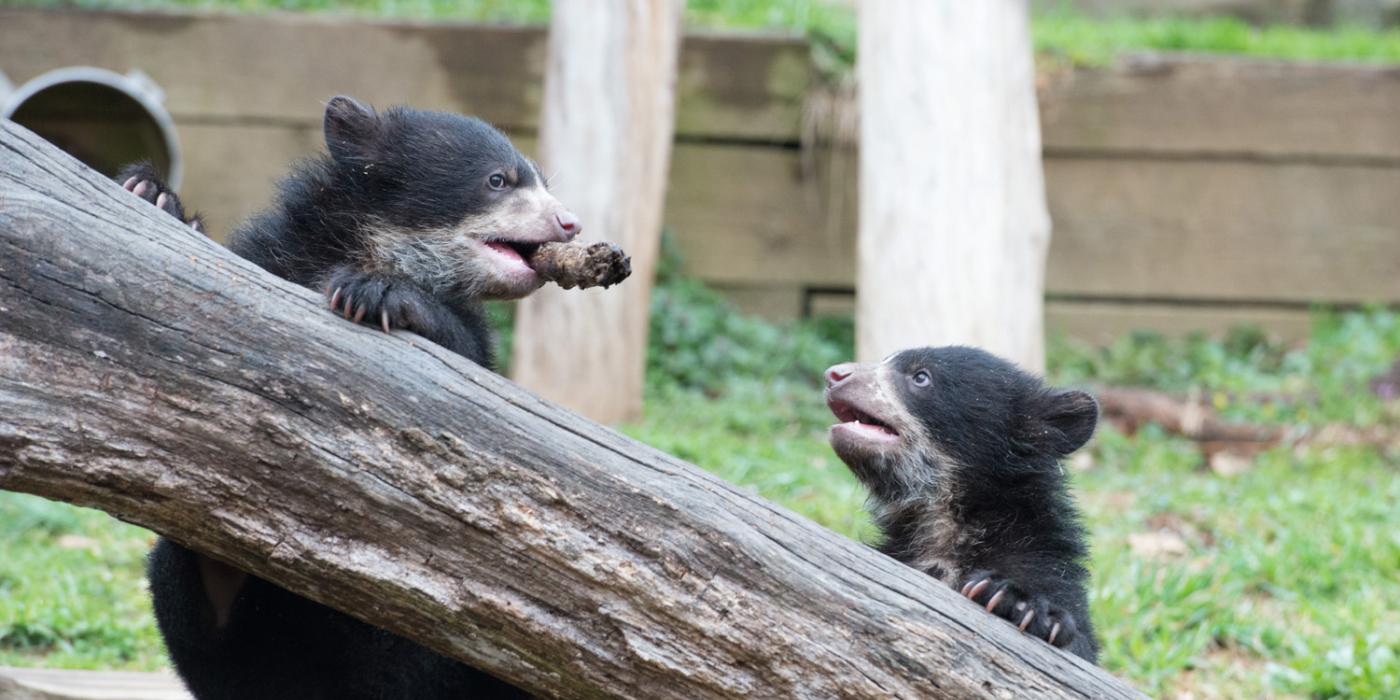 Andean bear cubs climb