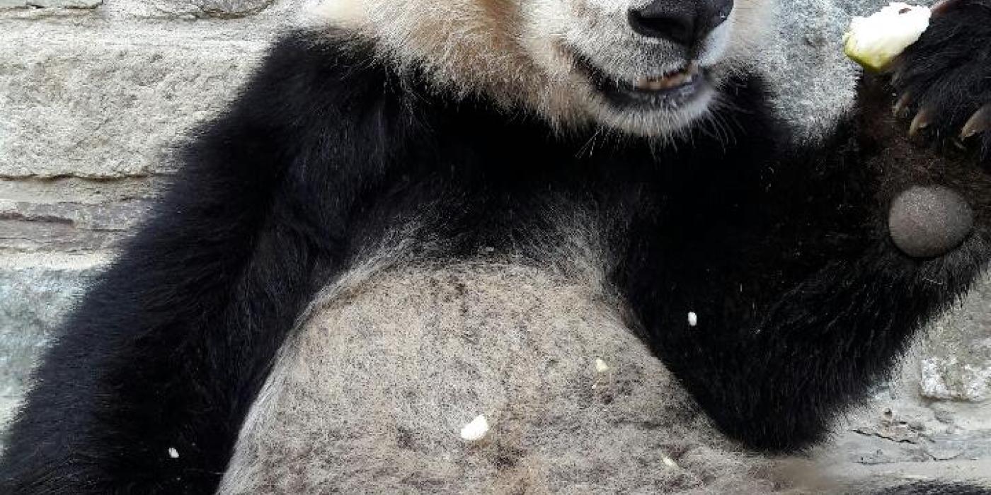 Giant panda Bei Bei eating a frozen pear