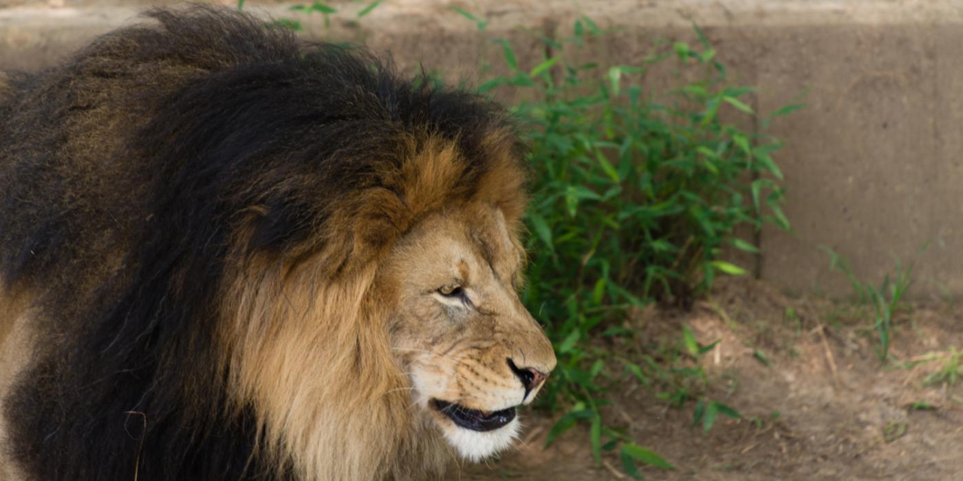 Male lion showing dark long mane