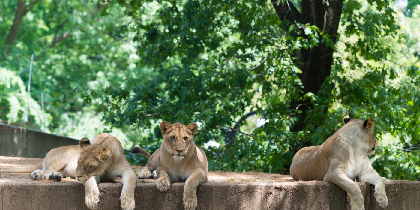 Lions with front paws dangling off wall