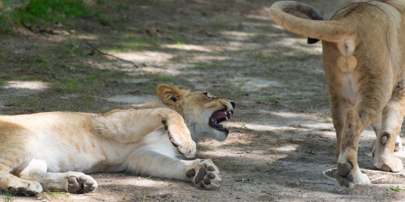 Lion on ground snarling at passing lion