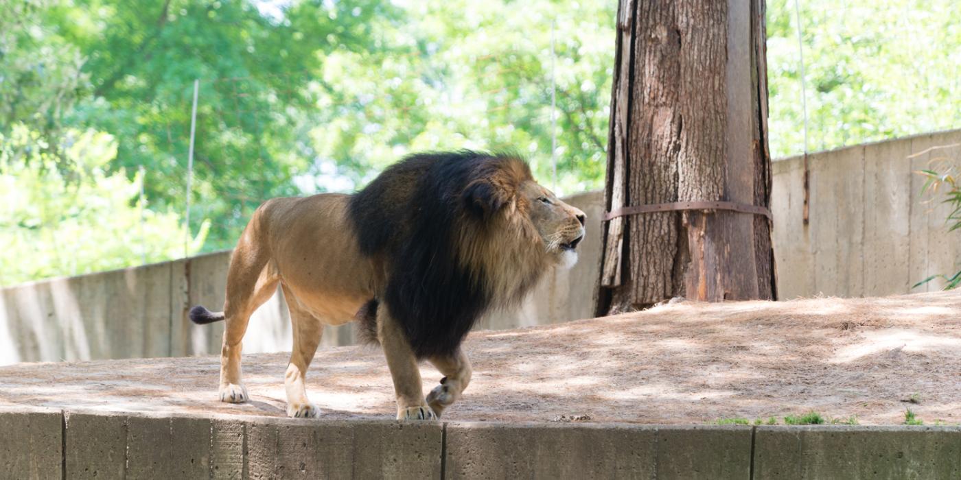 Male lion strolling through exhibit