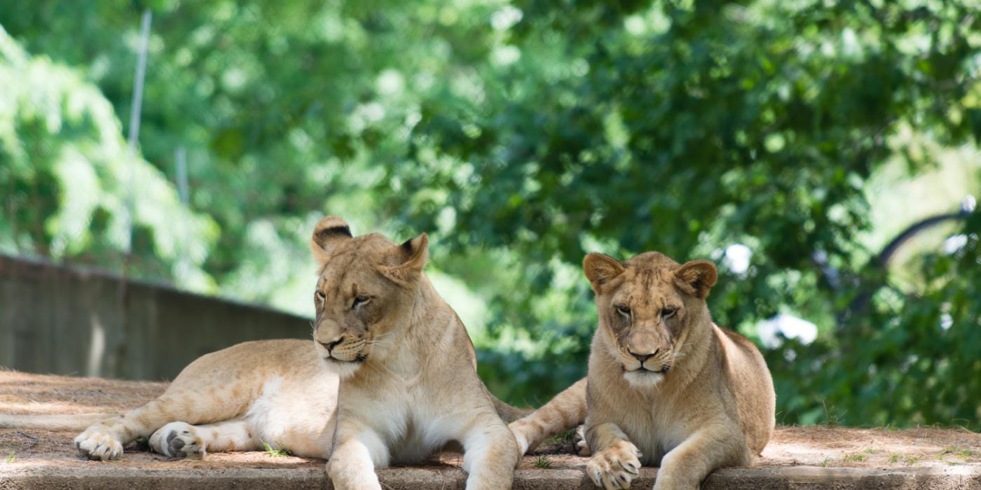 Two young lions resting