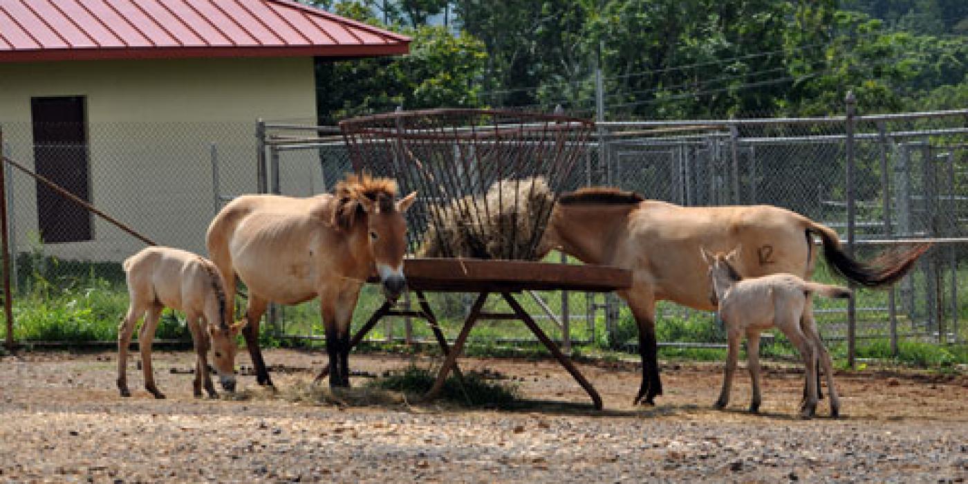 Anne and her filly are on the right, Solong and her colt are on the left