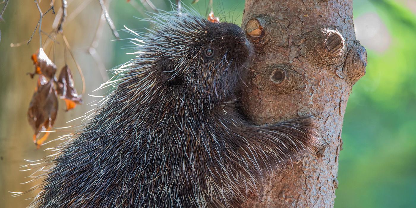 Quillby the North American Porcupine in profile