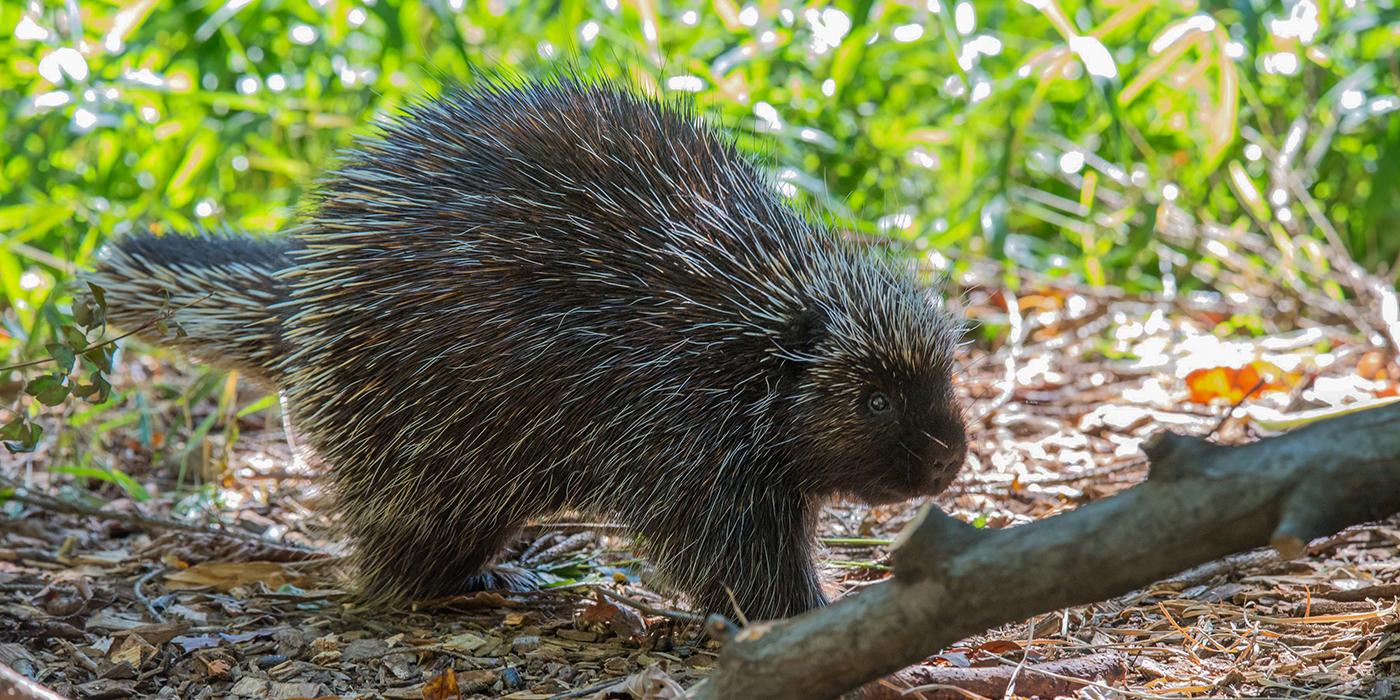 Quillby the North American Porcupine in profile