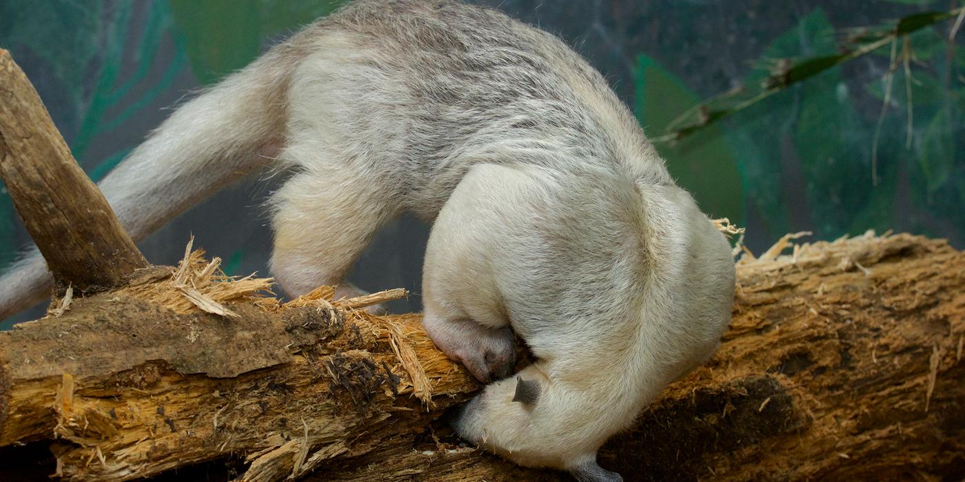 tamandua with nose in log