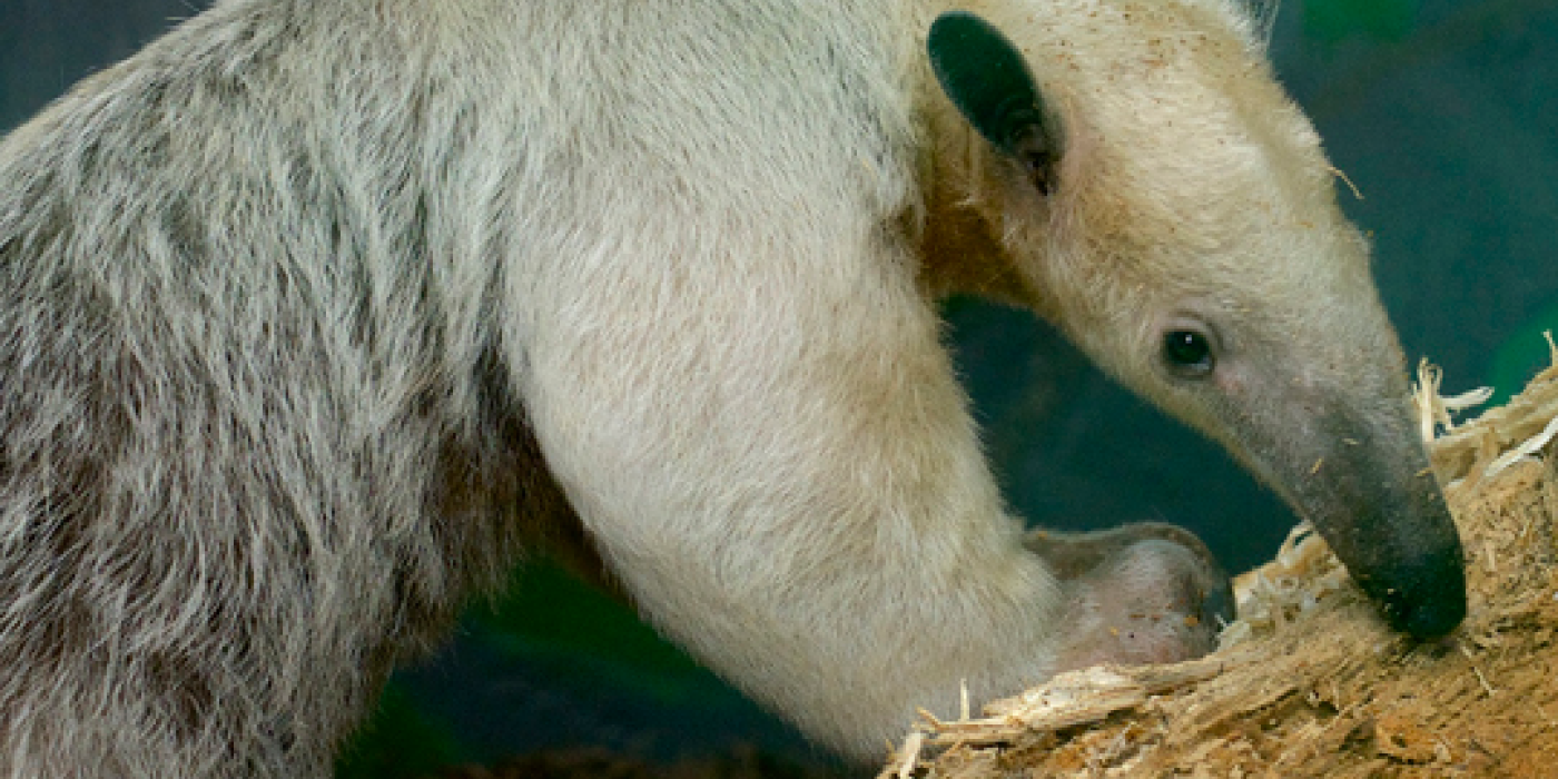 tamandua in profile