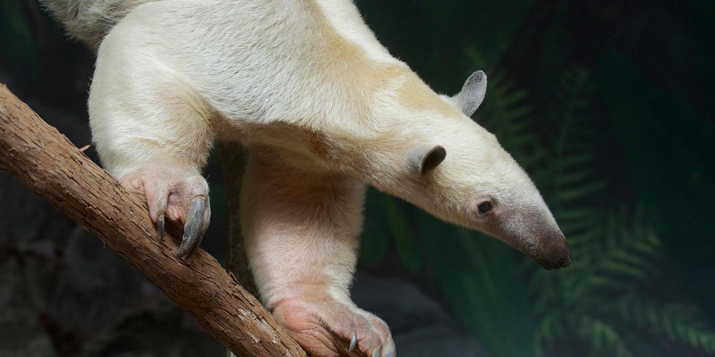 tamandua looks up