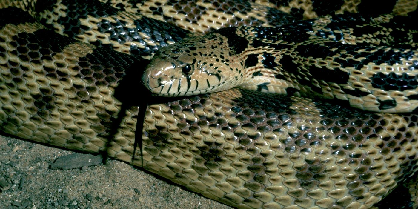 A northern pine snake curled up with its head resting on its body