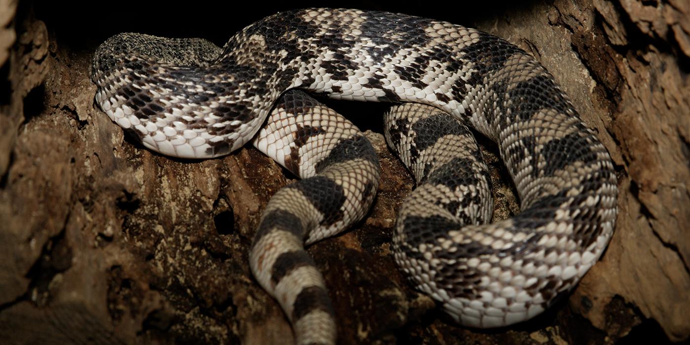 A northern pine snake curled up