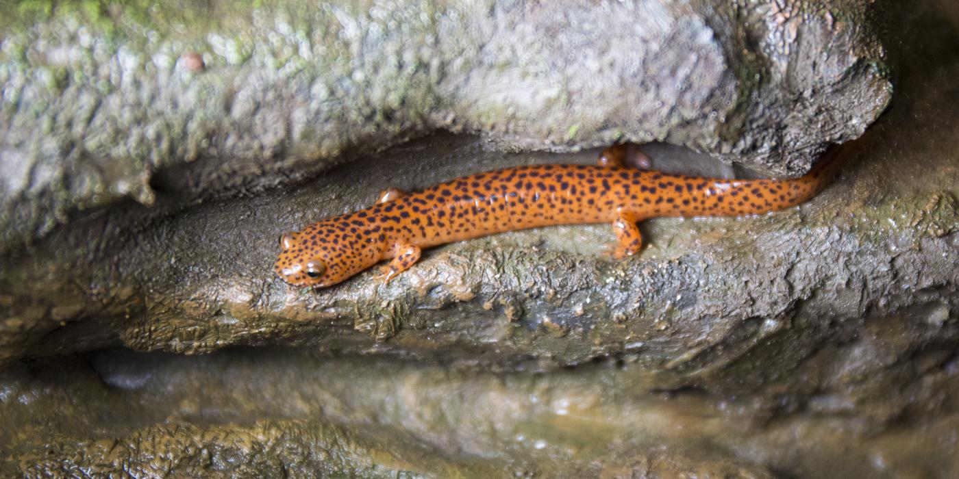 A northern red salamander climbing over rocks