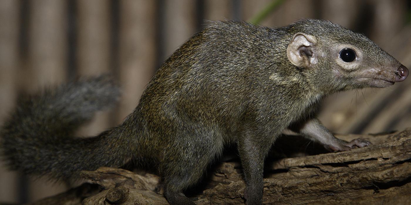 A bushy tail and a long snout on a grayish-black furry animal