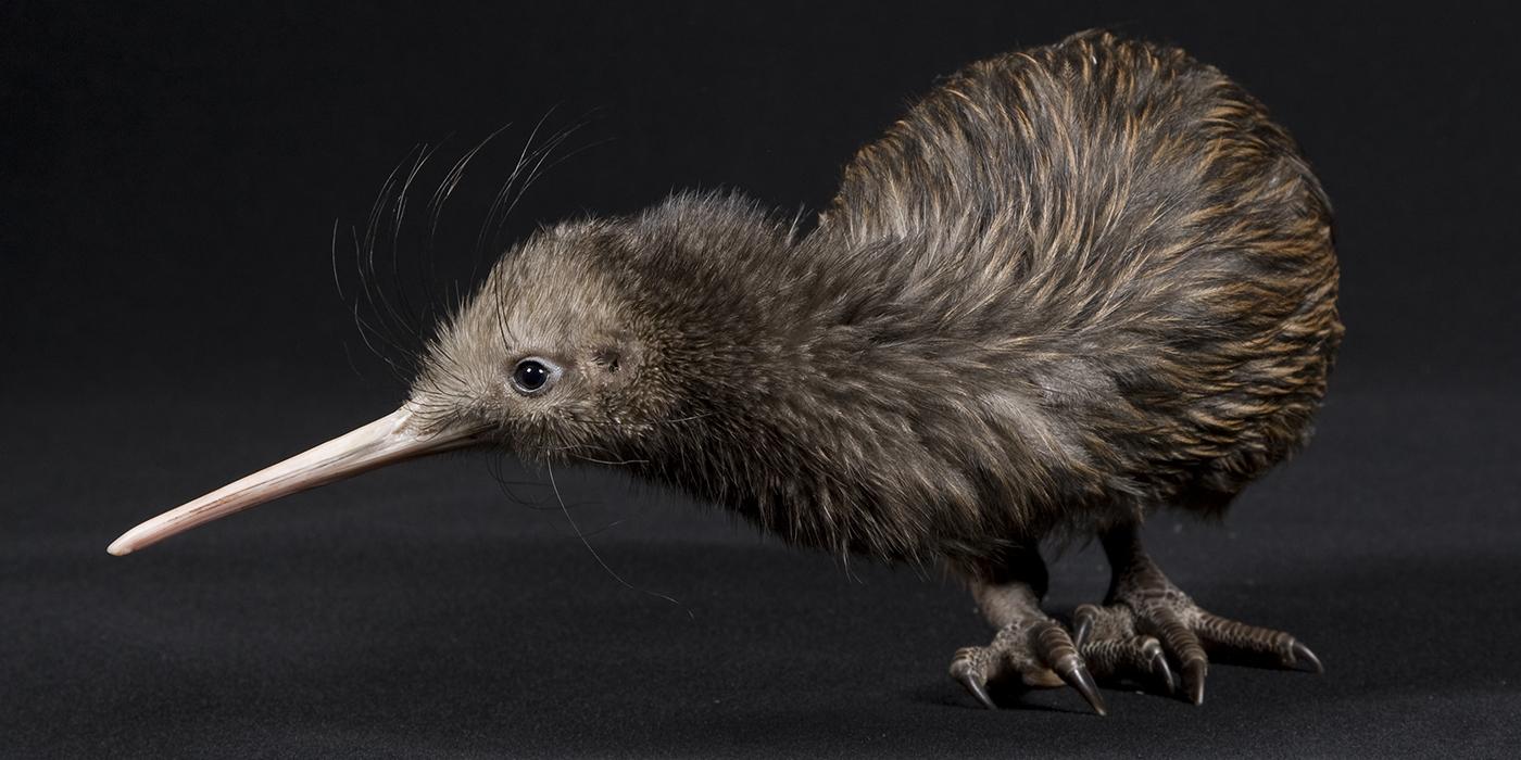 North Island Brown Kiwi on a table