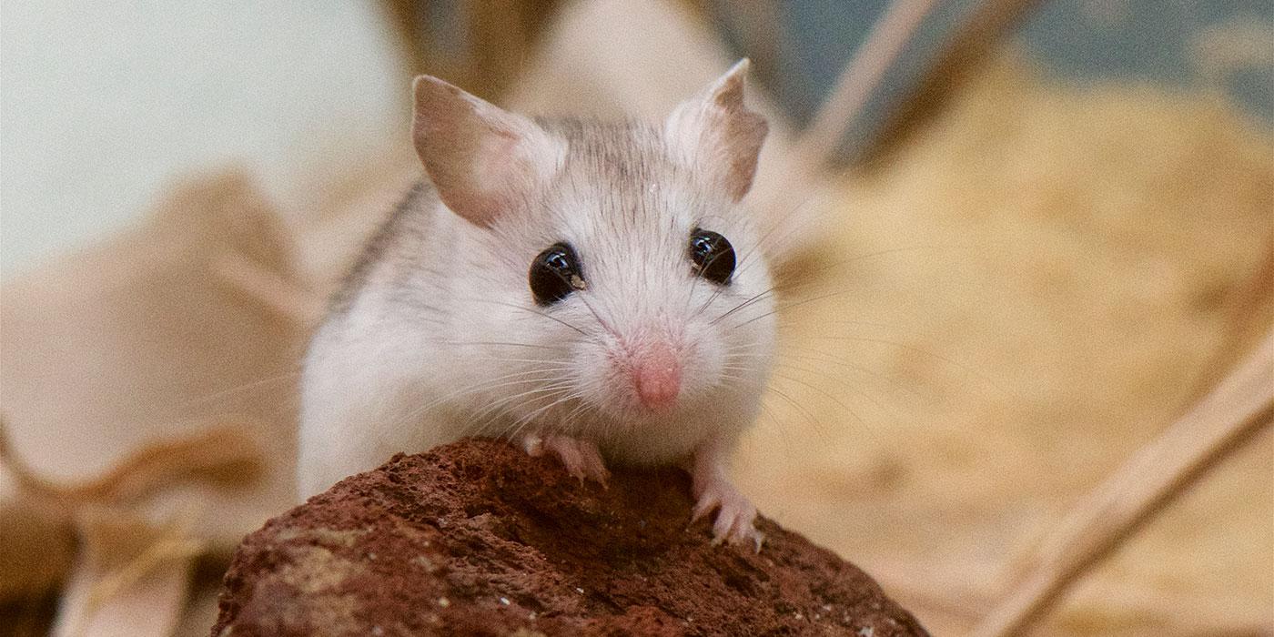 A Perdido Key beach mouse, a small rodent with light-colored fur, large black eyes, large ears and whiskers, climbs over a small rock