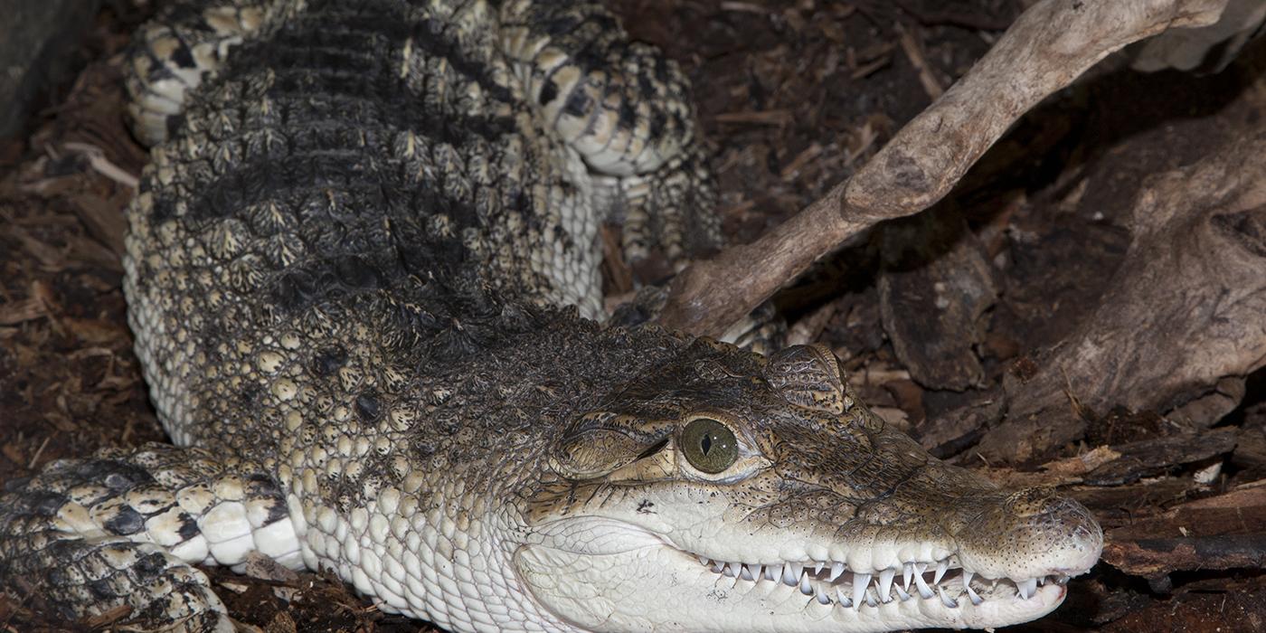 Crocodile with grayish-green upperparts and dark bars. Underparts are a snowy white. Numerous teeth are visible.