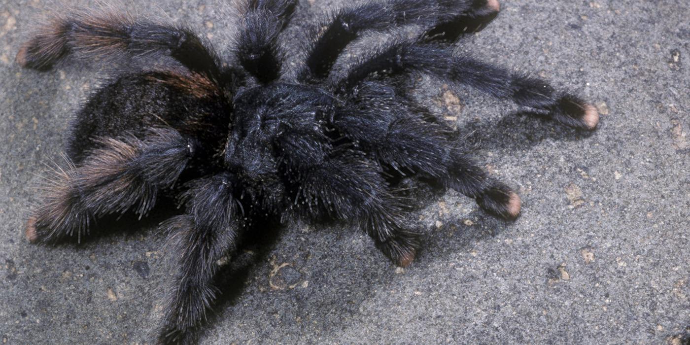 large, hairy, gray spider. The tips of the legs are a pale pink