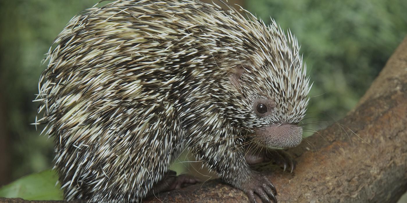 Prehensile Tailed Porcupine on a branch