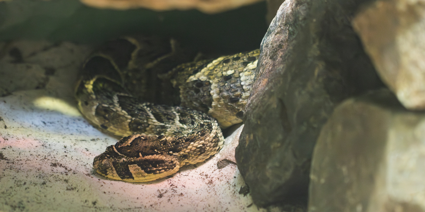 A puff adder coils underneath a rocky overhang. It is resting atop a sandy substrate and the view is partially obscured by rocks.