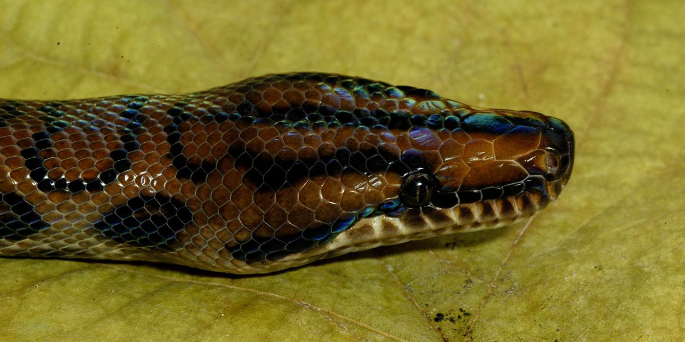 Head closeup. The skin is oily-looking and some patches have a rainbow iridescence