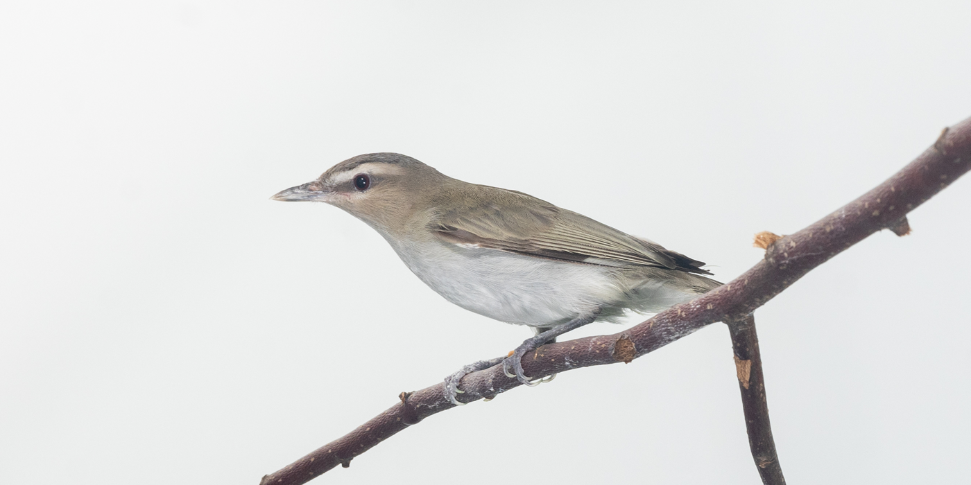 A side profile of a red eyed vireo, a small songbird with a gray-brown head, back, and wings, and a creamy-white colored belly. It is perching on a tree branch.