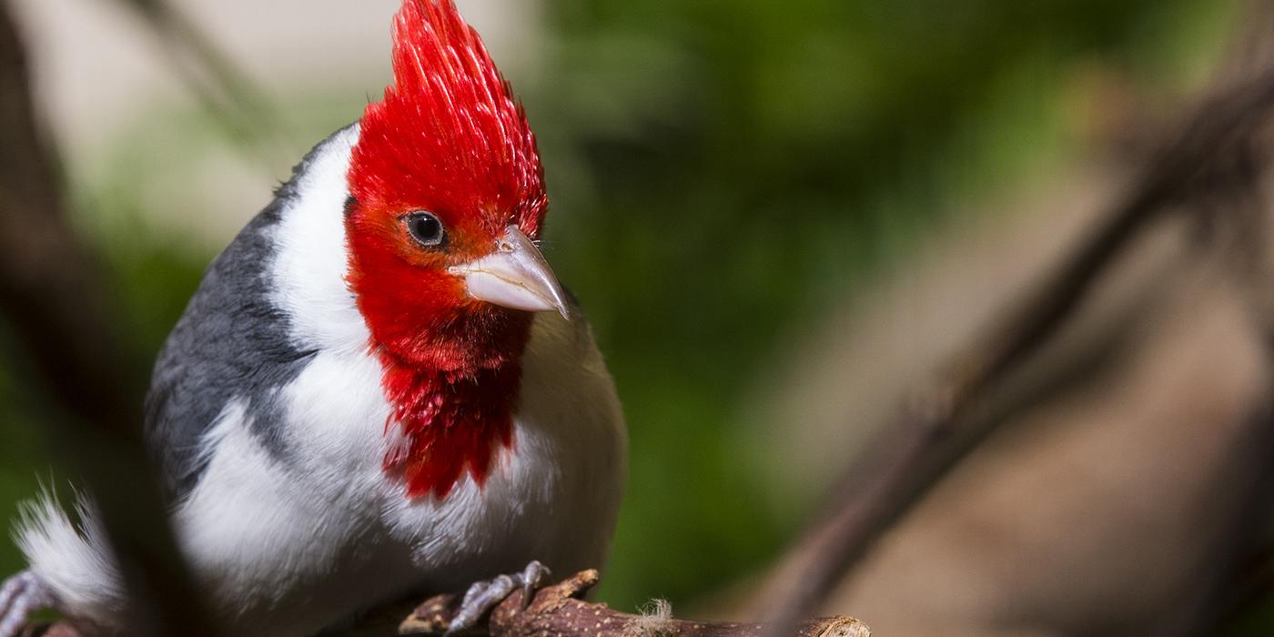 gray and white bird with a scarlet crest and head