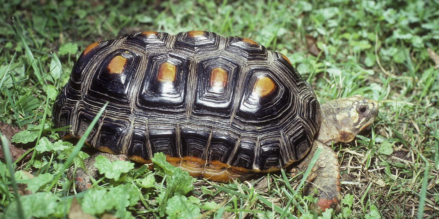 Blackish-shelled tortoise with a long shell. Each scute on its back has a rectangular, yellow center