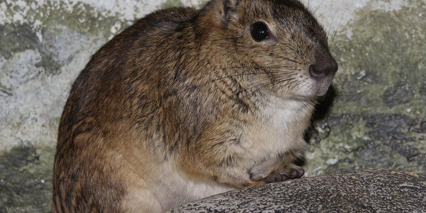 Side view of a brown furry animal