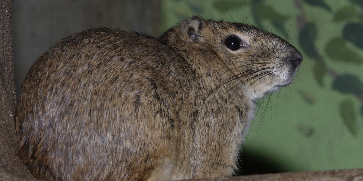 Profile of a small furry animal