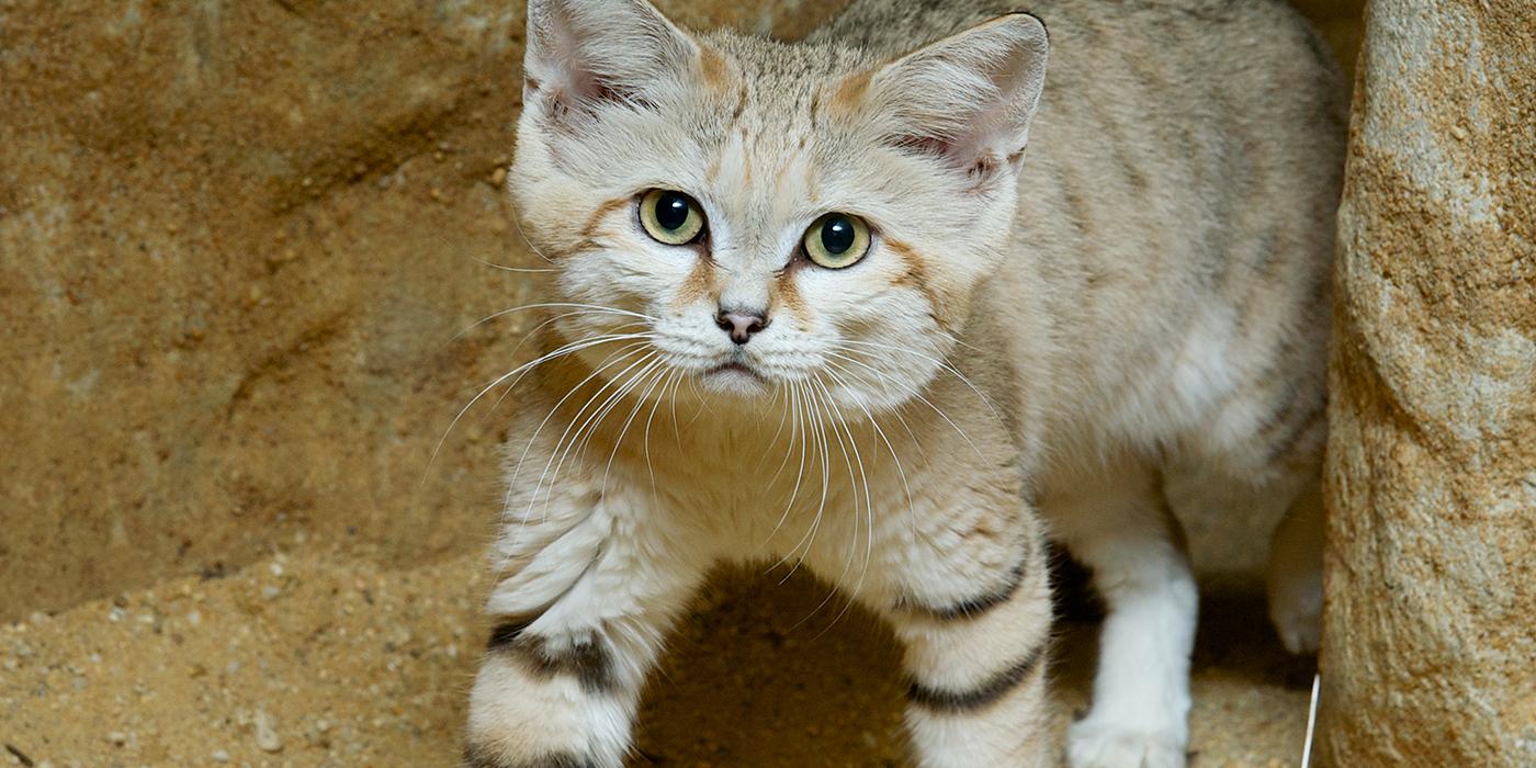 Sand cat