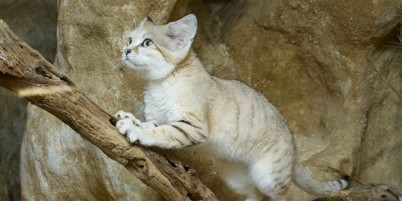 A cat walking up a branch