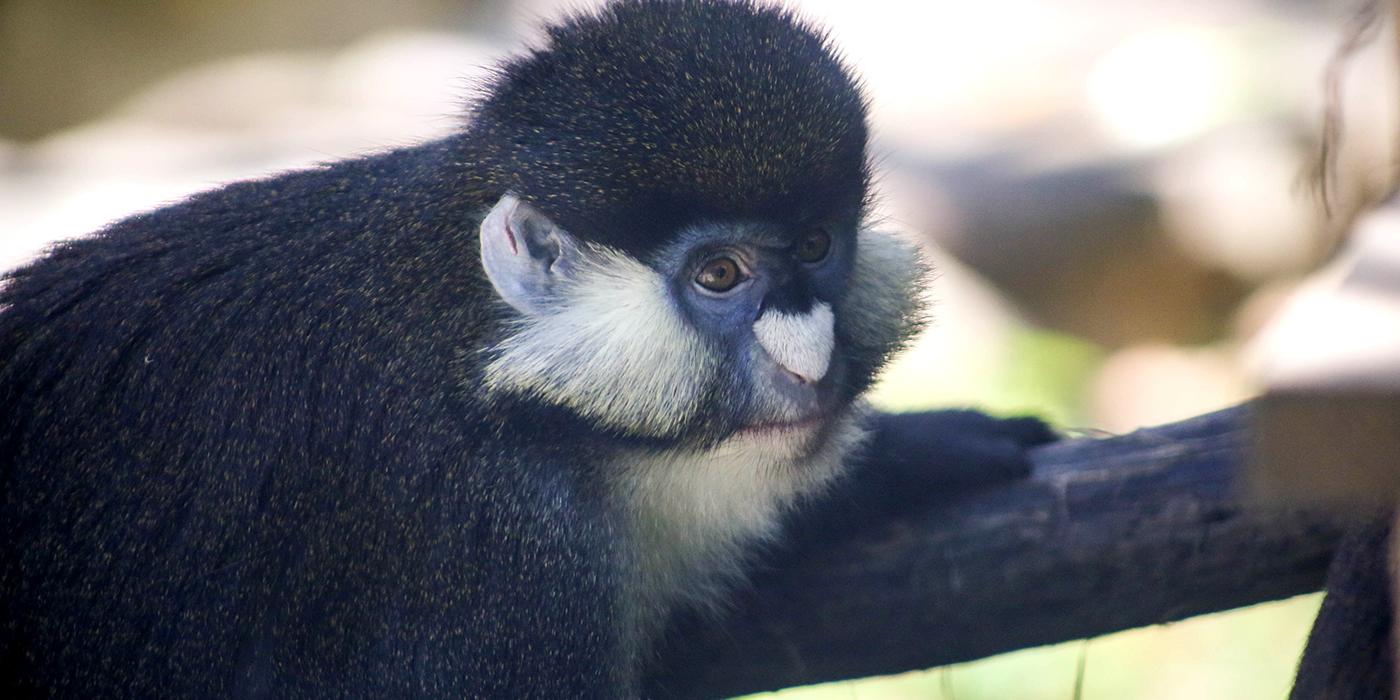 Grayish-brown schmidt's red-tailed monkey with its hand on a branch