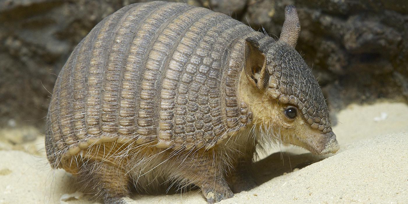 Armadillo walking across the sand