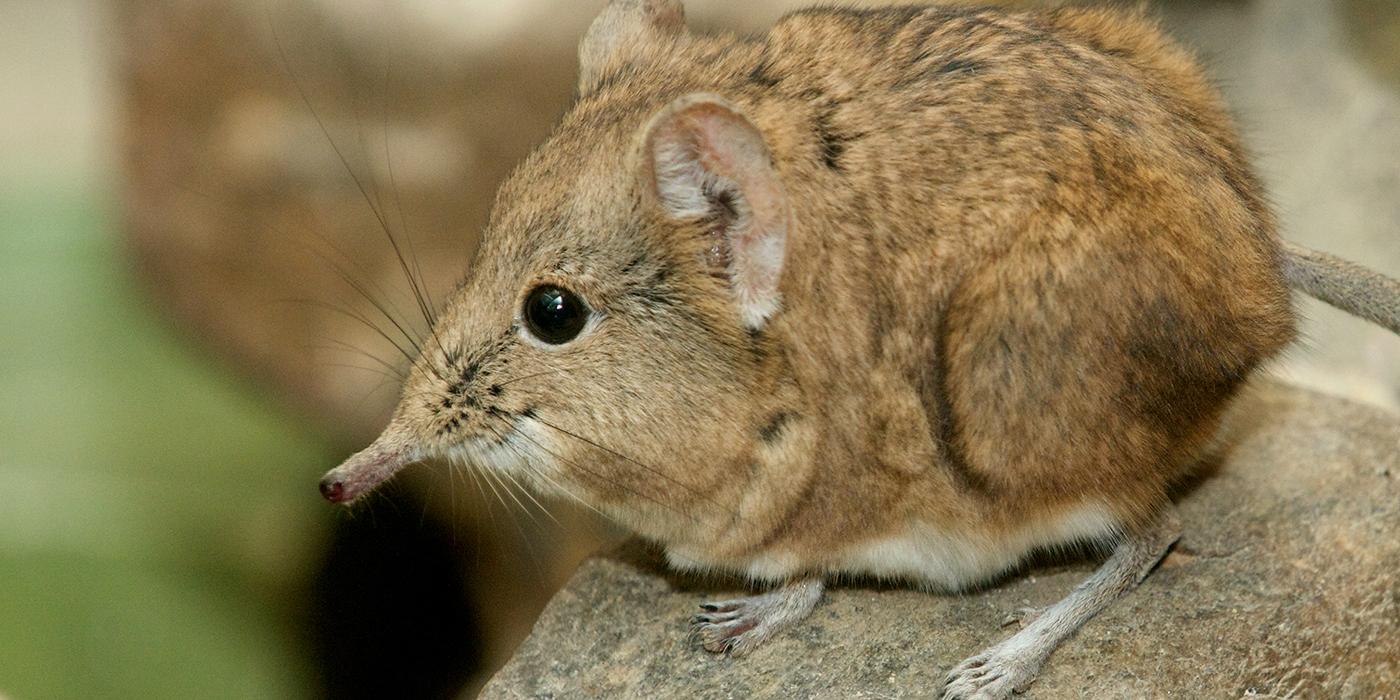 Brown mouselike critter with an elongated nose