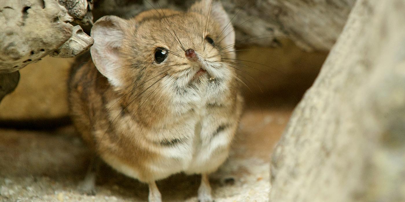 Numerous and lengthy whiskers on a tiny animal