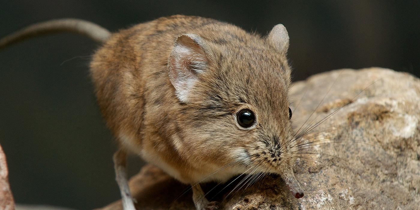 A beady eye, delicate feet and long tail on a brown furry animal